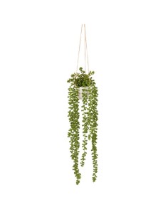 L'Oca Nera - Senecio da Appendere cm Ø 12x55h