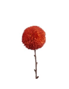 L'Oca Nera - Allium Arancio Arancione 75h