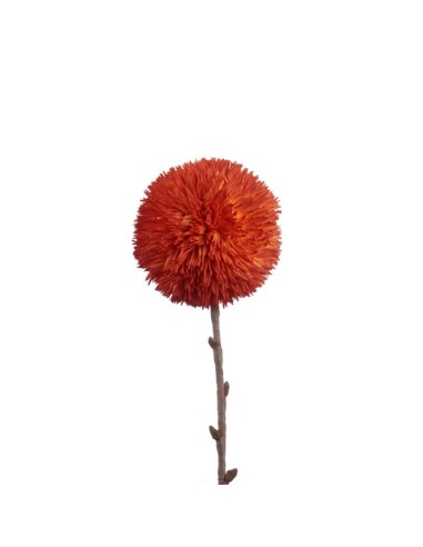 L'Oca Nera - Allium Arancio Arancione 75h