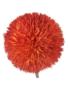 L'Oca Nera - Allium Arancio Arancione 75h 2