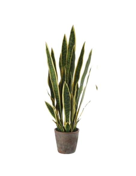 L' Oca Nera - Sanseveria - set 2 pz
