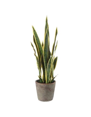 L' Oca Nera - Sanseveria - set 2 pz