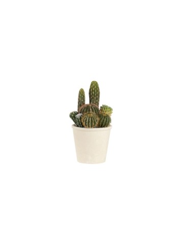 L'Oca Nera - Cactus Verde Ø16.5x30.5h