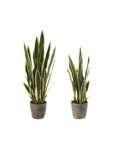 L' Oca Nera - Sanseveria - set 2 pz