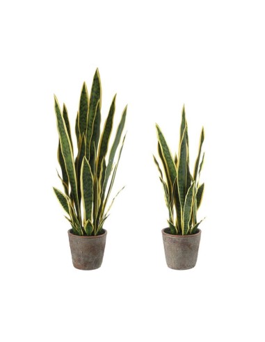 L' Oca Nera - Sanseveria - set 2 pz