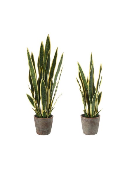 L' Oca Nera - Sanseveria - set 2 pz