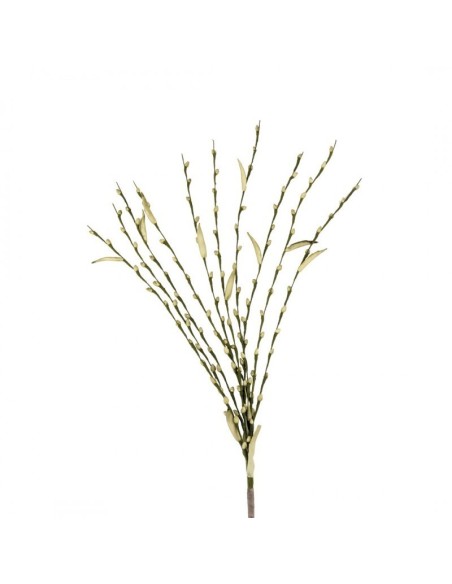 SALIX VERDE