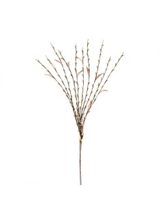 SALIX ROSA