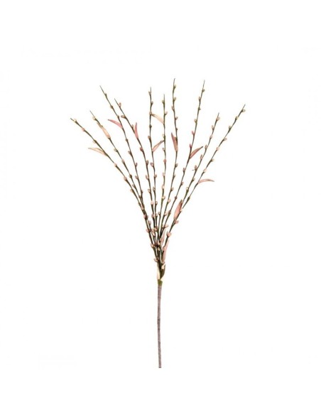 SALIX ROSA