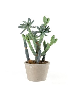 CACTUS PICCOLO