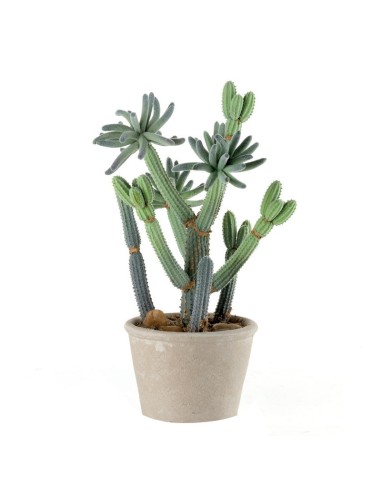 CACTUS PICCOLO