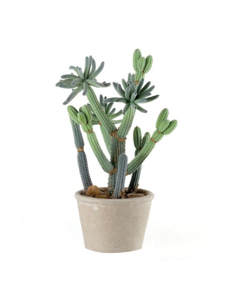 CACTUS PICCOLO