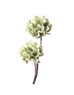 PEONIA ERBACEA - VERDE