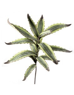 AGAVE (imballo 4 pz )