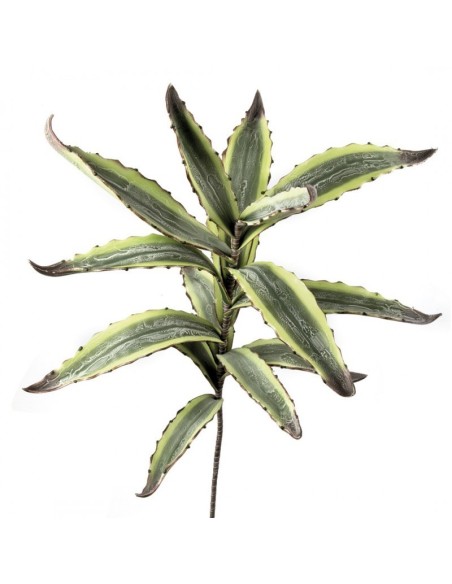 AGAVE (imballo 4 pz )