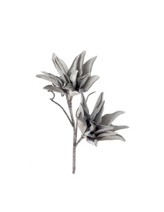 AGAVE BIANCA (imballo 4 pz )