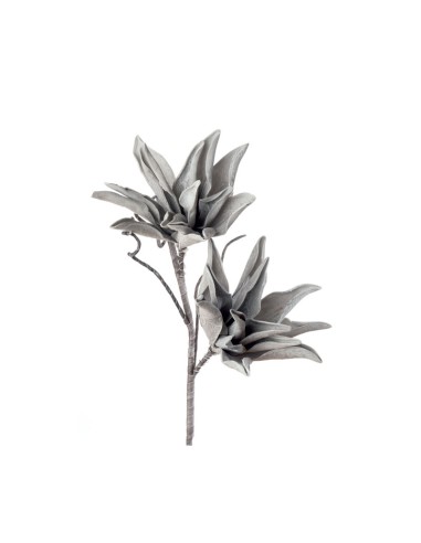 AGAVE BIANCA (imballo 4 pz )