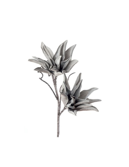 AGAVE BIANCA (imballo 4 pz )