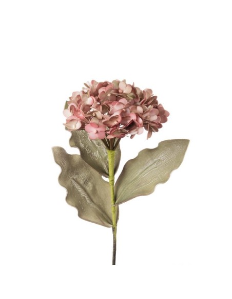 ORTENSIA - ROSA