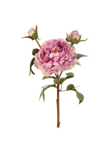 L'Oca Nera - Peonia Viola cm 60h