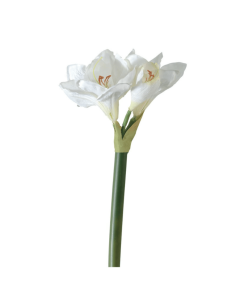 Amarillide bianca H64cm