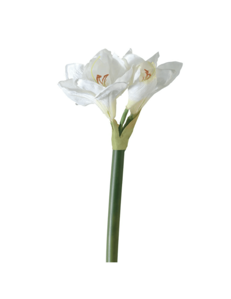 Amarillide bianca H64cm