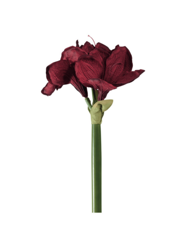 Amarillide rossa H64cm