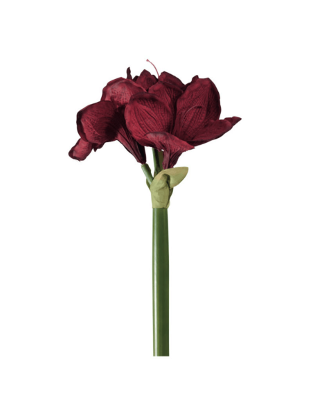 Amarillide rossa H64cm