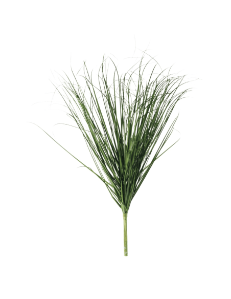 Erba H70cm