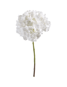 Ortensia bianca H45