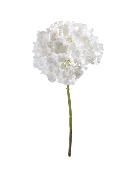 Ortensia bianca H45
