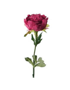 Peonia rosa fucsia H50cm