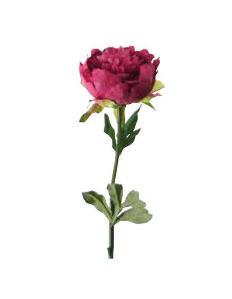 Peonia rosa fucsia H50cm