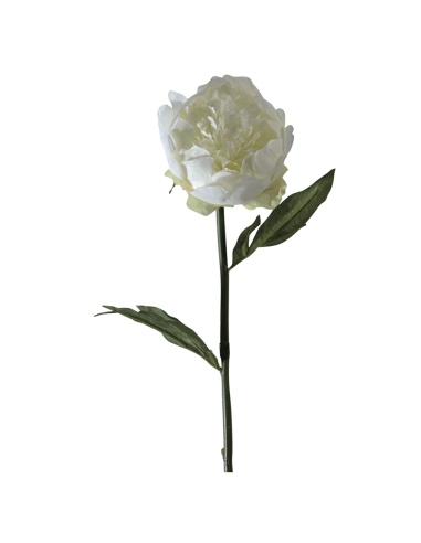 Peonia bianca H50cm