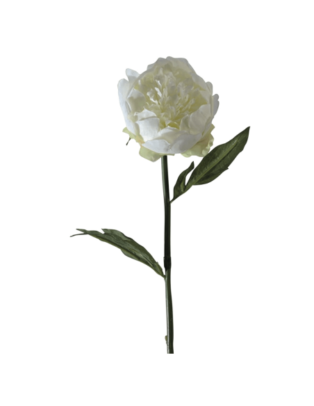 Peonia bianca H50cm