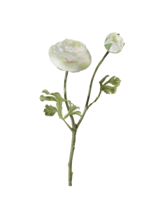 Ranuncolo bianco H53cm