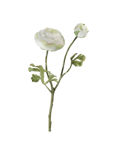 Ranuncolo bianco H53cm