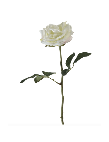 Rosa Constance bianca H47cm
