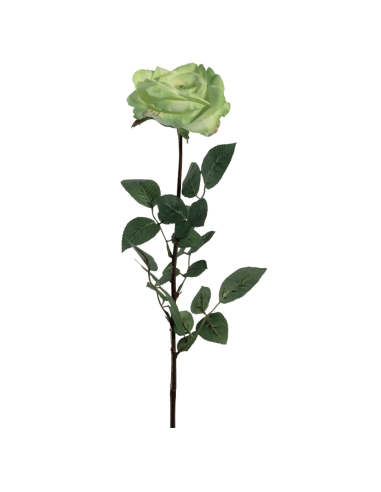 Rosa Coco verde chiaro H81cm