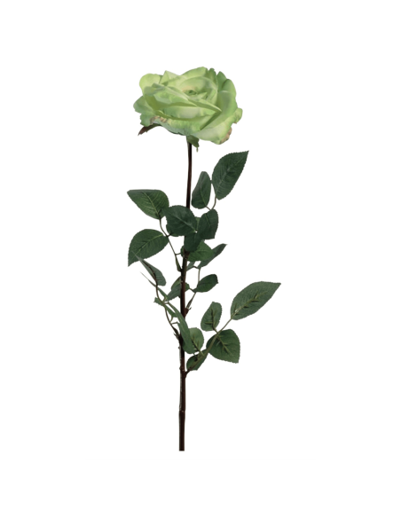 Rosa Coco verde chiaro H81cm