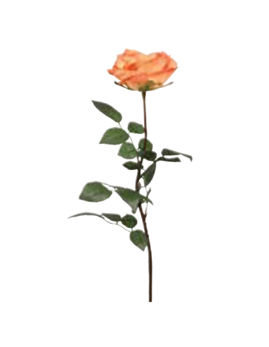 Rosa Coco arancione salmone H81cm