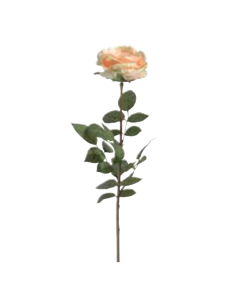 Rosa Coco arancione chiaro H81cm