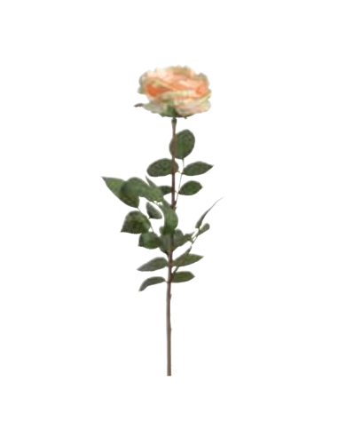 Rosa Coco arancione chiaro H81cm