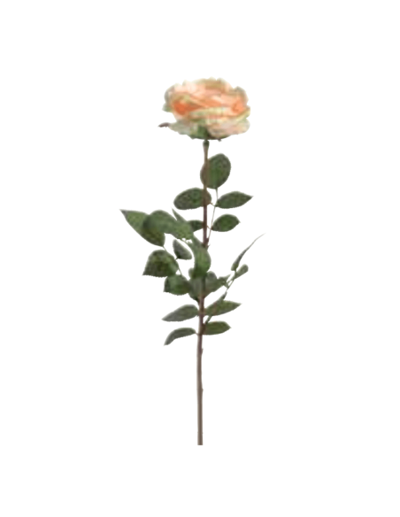 Rosa Coco arancione chiaro H81cm