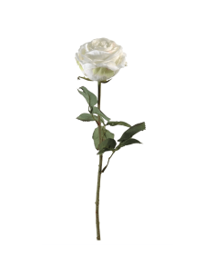 Rosa Tamara bianca H66cm