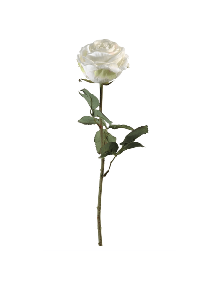 Rosa Tamara bianca H66cm