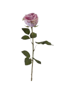 Rosa Tamara h 66 cm