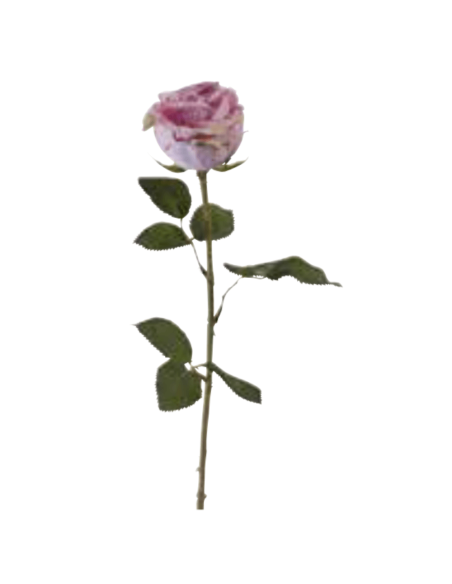 Rosa Tamara h 66 cm