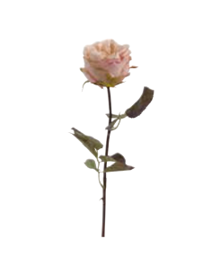 Rosa Suzanne rosa H53cm