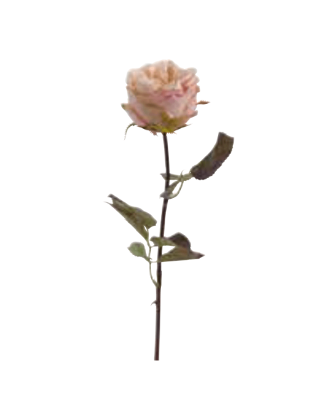 Rosa Suzanne rosa H53cm